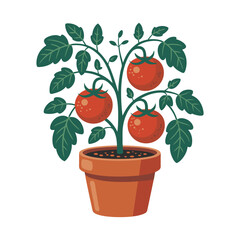Tomato plant with ripe red fruits growing in pot illustration for gardening and food design
