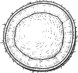 hand drawn vector illustration of a coconut