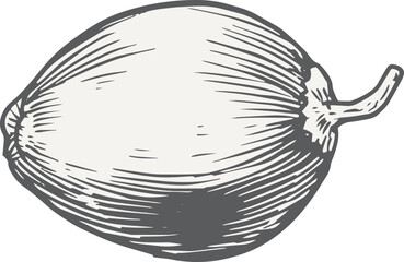 hand drawn vector illustration of a coconut