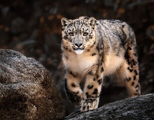 Obraz premium Snow Leopard Strolling on Rocks: A Majestic Portrait of an Elusive and Endangered Feline in Natural Habitat