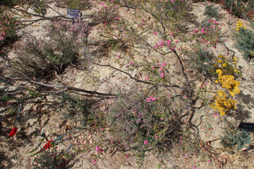 vegetation at kings park in perth in australia 