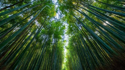 Fototapeta premium Bamboo forest grove with tall green stalks
