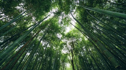 Naklejka premium Bamboo forest grove with tall green stalks