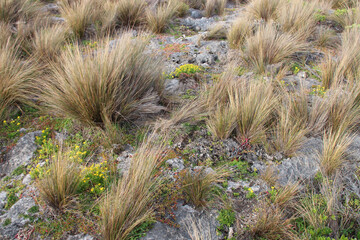 wild vegetation at admirals arch at kangaroo island in australia 