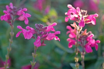 Pink salvia sage, ‘Joan’ in flower.