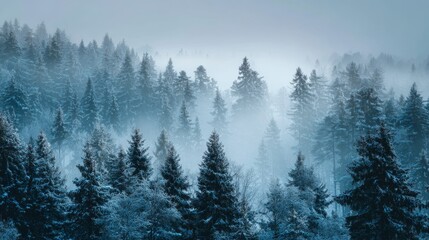 Dense boreal forest with snow-covered pine trees and winter fog