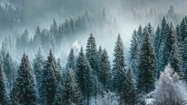Fototapeta Dense boreal forest with snow-covered pine trees and winter fog