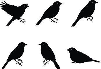 Bird silhouette vector collection featuring perched, flying, sitting, and standing blackbirds, ideal for wildlife, nature, decorative, and design projects.