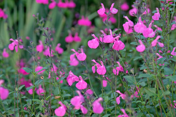 Pink salvia sage ‘Vevina’ in flower.