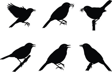 Bird silhouette vector illustration set with perched, flying, and feeding poses, perfect for wildlife, nature, artistic, and decorative design projects.