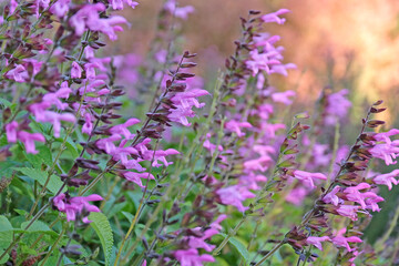 Salvia ‘Pink Amistad’ in flower.