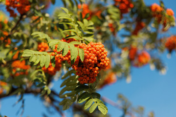Horizontal close-up shot of red Rowan berries on a branch with green leaves, on a beautiful blue sky background, perfect for copy space.