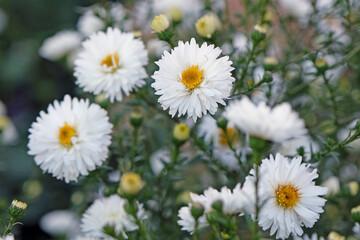 White aster ‘Magic White’ in flower.