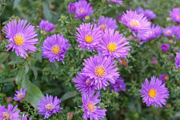 Obraz premium Purple Symphyotrichum novi belgii, also known as Michaelmas daisy and aster, ‘Samoa’ in flower.