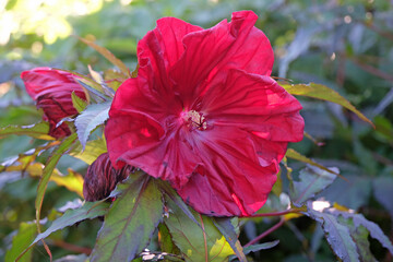 Red Hibiscus moscheutos, rose mallow, ‘Carousel Red Wine’ in flower.