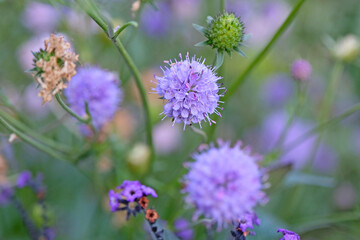 Obraz premium Purple ball Succisa Pratensis, Devil’s Bit Scabious, in flower.