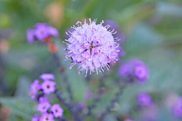 Purple ball Succisa Pratensis, Devil’s Bit Scabious, in flower.