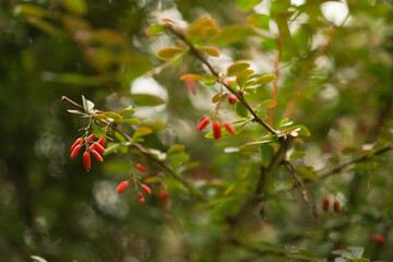Branch with vibrant red berries surrounded by lush green leaves in a natural setting displaying details of nature's beauty. Focus on the texture and shape of the berries.
