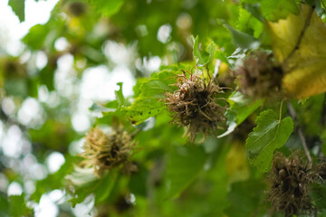 Branch with vibrant red berries surrounded by lush green leaves in a natural setting displaying details of nature's beauty. Focus on the texture and shape of the berries.


