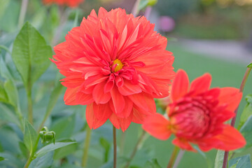 Orange decorative pinnate dahlia ‘stadt spremberg’ in flower.