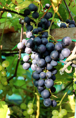 A bunch of ripe blue grapes in partial shade on a vine branch in a garden on a sunny autumn day - vertical color photo, close-up