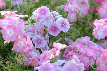 Pale pink Phlox drummondii grandiflora, or annual phlox, in flower.
