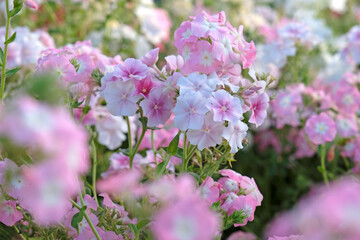 Pale pink Phlox drummondii grandiflora, or annual phlox, in flower.