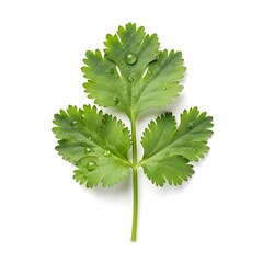 Fresh Coriander Leaf Closeup.