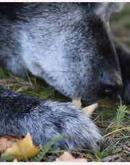 Close-up of the muzzle and paw of a large black gray-haired dog on grass

