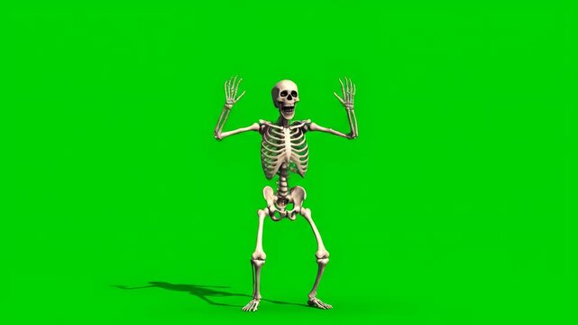 A scary skeleton jumping out to frighten, making a classic "boo" gesture, isolated on a green screen studio shot, jump scare, science