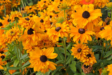 Bright yellow golden Rudbeckia hirta ‘Goldilocks’, also known as a black eyed Susan, in flower.