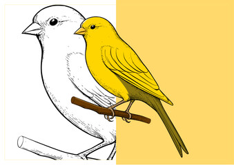 canary birds perched together on a branch in minimalist line art style, clean vector design with white background.