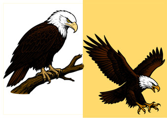 Set of two bald eagles in minimal line art style, one perched on a branch and one flying with wings spread. Elegant black and white vector illustration symbolizing freedom, strength, and wildlife beau