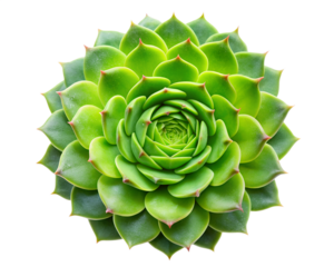 A vibrant green succulent plant in a geometric rosette pattern, isolated on transparent background