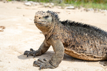 Marine iguana on the sandy shores of Isabela Island, Galapagos Archipelago, Ecuador