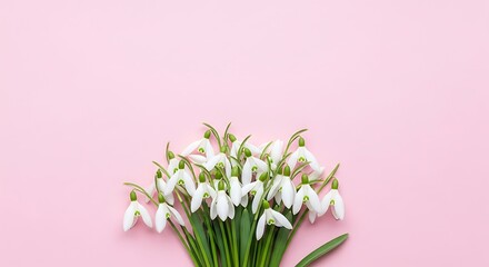 A delicate bouquet of snowdrops with green stems on a soft pink background