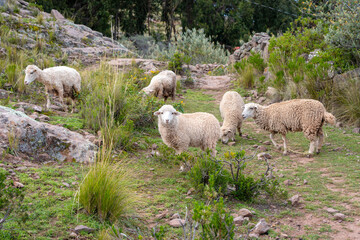 Fototapeta premium Sheep grazing on Taquile Island, Lake Titicaca, Peru