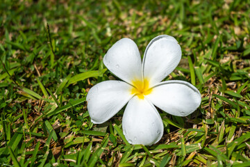 Frangipani Flower on Tahaa Island, French Polynesia