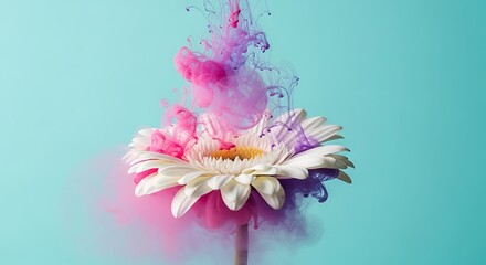 White gerbera daisy with pink and purple powder exploding around it