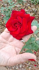 Red Rose in Hand