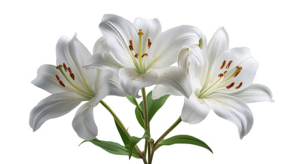 Obraz premium Three white lilies with green stems and leaves on a transparent background isolated on a transparent background