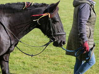 Close-Up of a Black Horse's Head in a Bridle, Being Led by a Person