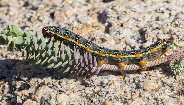 Bruco Hyles euphorbiae, sfinge dell'euforbia