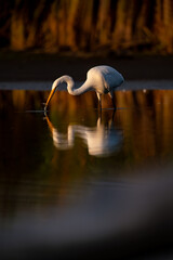 Great Egret Hunting in Shallow Water at Sunset with Reflection