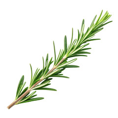 Rosemary branch png rosemary png herb branch png cooking rosemary png green herb png spice herb png transparent background image