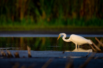 Great Egret Hunting in Shallow Water at Sunset with Reflection