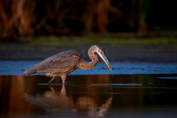 Great Blue Heron (Ardea herodias) Catching a Fish in Shallow Water at Sunrise