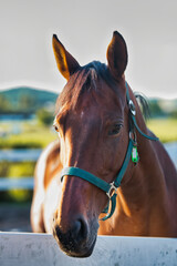 portrait of a horse © Grzegorz
