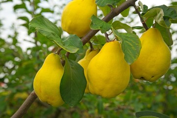yellow quince fruits on a tree in autumn