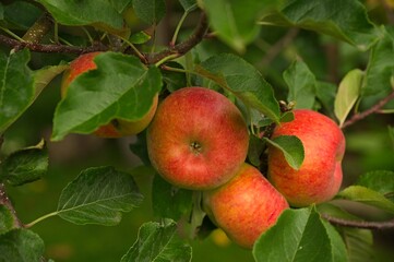 red Topaz apples hanging on a tree in autumn